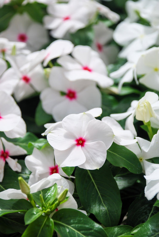 100 BRIGHT EYES PERIWINKLE Vinca Rosea Dwarf White & Pink Flower Seeds