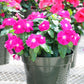 100 Pink DWARF ROSE PERIWINKLE / Vinca Rosea Flower Seeds