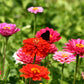 250 EXQUISITE ZINNIA Elegans Changes Color Red - Hot Pink Pale Pink Flower Seeds