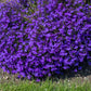 200 CRYSTAL PALACE LOBELIA Regatta Purple Blue Lobelia Erinus Flower Seeds