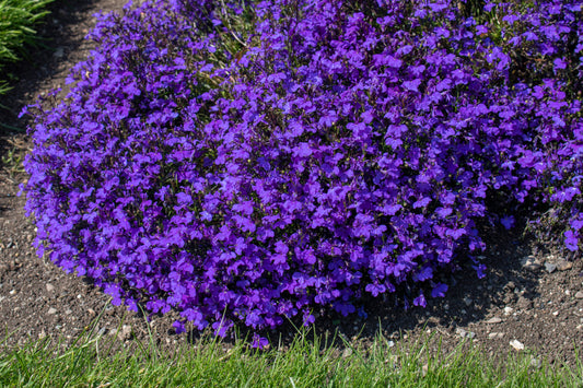 200 CRYSTAL PALACE LOBELIA Regatta Purple Blue Lobelia Erinus Flower Seeds