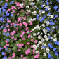 100 Mixed FORGET ME NOT Pink Blue White Mix Myosotis Alpestris Flower Seeds *Flat Shipping