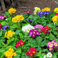 50 MIXED ENGLISH PRIMROSE Primula Vulgaris Acaulis Shade Houseplant Flower Seeds
