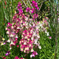 2000 BABY SNAPDRAGON Toadflax Linaria Maroccana Flower Seeds