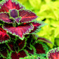 100 Mixed Colors COLEUS RAINBOW MIX Shade Houseplant Solenostemon Flower Seeds