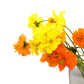 300 BRIGHT LIGHTS COSMOS Mix Mixed Colors Red Orange Yel Bipinnatus Flower Seeds