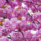 10 JAPANESE FLOWERING CHERRY Tree Oriental Prunus Serrulata Flower Seeds