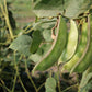 50 Speckled Dixie BUTTERPEA LIMA BEAN Phaseolus Vulgaris Bush Vegetable Seeds
