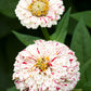 150 PEPPERMINT STICK ZINNIA Mix Mixed Colors Red Stripe Elegans Flower Seeds