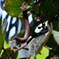 40 Royalty PURPLE POD BEAN Phaseolus Vulgaris Vegetable Seeds
