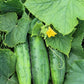 150 BOSTON PICKLING CUCUMBER Heirloom Cucumis Sativus Fruit Vegetable Seeds