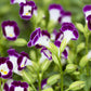 10 KAUAI MIX TORENIA Fournieri Sun or Shade Wishbone Flower Seeds - Mixed Colors 2 Tone Blue Red Pink