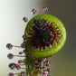 10 CARNIVOROUS SUNDEW PLANT Drosera Flower Seeds