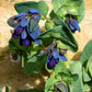 10 BLUE SHRIMP PLANT / Honeywort Cerinthe Major Flower Seeds
