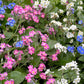 100 Mixed FORGET ME NOT Pink Blue White Mix Myosotis Alpestris Flower Seeds *Flat Shipping