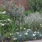 50 WHITE LYCHNIS Coronaria Alba (White Rose Campion / Evening Lychnis / Silene / White Cockle) Flower Seeds
