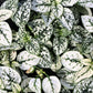 10 Dwarf WHITE POLKA DOT PLANT Splash Select Hypoestes Phyllostachya Flower Houseplant Seeds