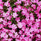 500 Oculata MIXED COLORS VISCARIA (Rose of Heaven / Rose Angel) Silene Coeli-Rosa Flower Seeds