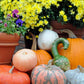 15 GOOSENECK / Bottle / SWAN GOURD Lagenaria Siceraria Vine Seeds