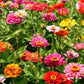 250 Mixed Colors Common GARDEN ZINNIA Elegans Flower Seeds