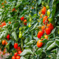 50 Organic AMISH PASTE TOMATO Red Heirloom Roma Type Lycopersicon Fruit Vegetable Seeds