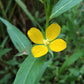 1000 Yellow SEEDBOX (Bushy Water Primrose / Rattlebox / False Loosestrife) Ludwigia Alternifolia Flower Seeds
