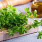 100 FIESTA Green CILANTRO / CORIANDER Coriandrum Sativum Herb Vegetable Seeds