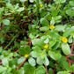 300 Organic GOLDEN PURSLANE Portulaca Sativa Vegetable Herb Yellow Flower Seeds
