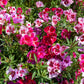 500 DOUBLE DEUCES GODETIA Grandiflora Clarkia Amoena Mixed Colors & Bicolor Flower Seeds
