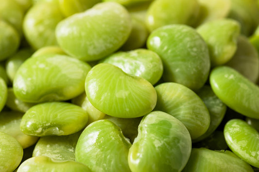 20 FORDHOOK LIMA BEAN Phaseolus Lunatus Bush Bean Vegetable Seeds