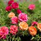 100 Mixed Colors PORTULACA MOSS ROSE Grandiflora Flower Seeds