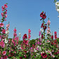 50 Mixed Colors HOLLYHOCK KING HENRY VIII Mix Alcea Rosea Flower Seeds