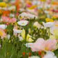 2500 ICELAND POPPY MIX Papaver Nudicaule Mixed Colors Flower Seeds
