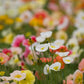 2500 ICELAND POPPY MIX Papaver Nudicaule Mixed Colors Flower Seeds