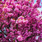 10 JAPANESE FLOWERING CHERRY Tree Oriental Prunus Serrulata Flower Seeds