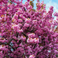 10 JAPANESE FLOWERING CHERRY Tree Oriental Prunus Serrulata Flower Seeds