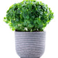 200 SPICY GLOBE BASIL Ocimum Basilicum Herb Flower Seeds