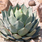 5  ARTICHOKE AGAVE Parry's Huachuca Agave Parryi Huachucensis Century Plant Succulent Cactus Seeds