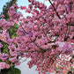 10 JAPANESE FLOWERING CHERRY Tree Oriental Prunus Serrulata Flower Seeds