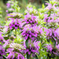 25 BEE BALM MIX Lemon Hummingbird Mint Monarda Didyma Mixed Colors Scarlet, Red, Pink, Purple, Spotted, & Salmon Flower Seeds