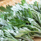 1000 JAPANESE MUGWORT Artemisia Princeps Korean Wormwood Yomagi Herb Yellow Flower Seeds