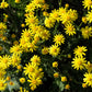 1000 DAHLBERG DAISY Thymophylla Tenuiloba Yellow Flower Seeds - aka Golden Fleece, Gold Carpet,  Shooting Star