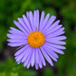 50 Blue EAST INDIES ASTER Tongolensis Flower Seeds