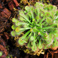 10 CARNIVOROUS SUNDEW PLANT Drosera Flower Seeds