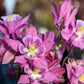 100 MIXED EUROPEAN COLUMBINE Aquilegia Flower Seeds