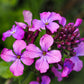 100 LUNARIA Biennis ( MONEY PLANT / Silver Dollar / Honesty / Moonwort / L Annua ) Flower Seeds
