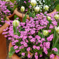 100 Victoria PINK FORGET Me NOT Myosotis Alpestris Shade or Sun Flower Seeds