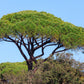 5 Pine Nut ITALIAN STONE PINE Pinus Pinea Umbrella Tree Seeds