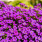 400 RAINBOW ROCKCRESS Rock Cress Large Flowered Aubrieta Cultorum Flower Seeds