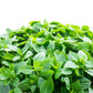 500 DWARF GREEK BASIL Ocimum Basilicum Fragrant Spicy Small Bright Green Leaf Herb Seeds